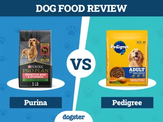Purina vs. Pedigree Dog Food: 2026 Comparison, Pros & Cons