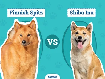 Finnish Spitz vs Shiba Inu: Differences Explained (With Pictures)