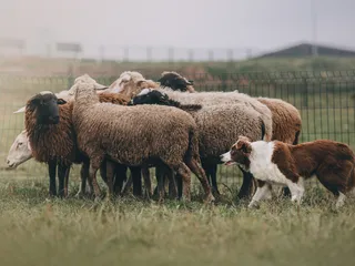 How to Stop a Herding Dog From Nipping: 7 Vet-Approved Tips