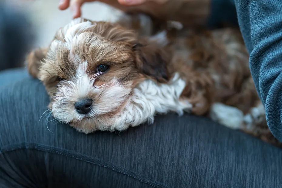 havanese puppy on woman's lap
