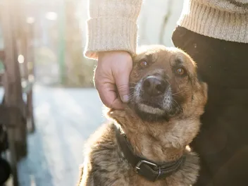 How to Socialize a Neglected Dog: 10 Vet-Approved Tips & Tricks