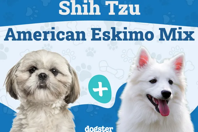 Shih-Mo (Shih Tzu & American Eskimo Mix): Info, Pictures, Care & More