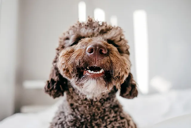 How Many Teeth Do Dogs Have? Vet-Verified Dental Facts