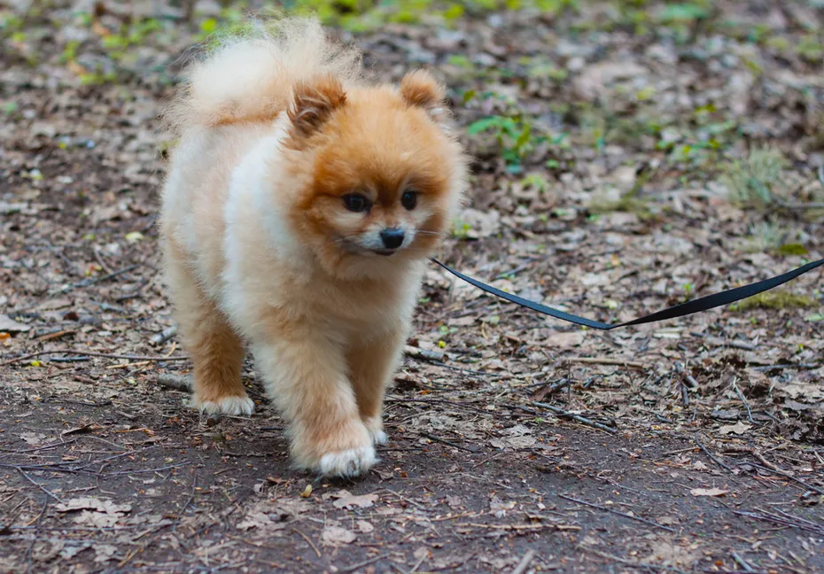 teddy-bear-pomeranian-walking-in-the-forest