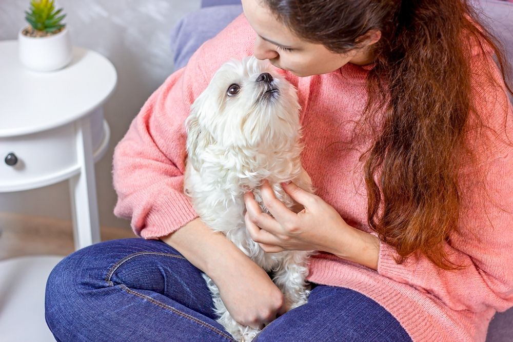 Maltese seeing their owner while having cuddles