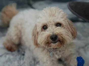 How to Clean Maltipoo Eyes: 6 Vet-Approved Tips