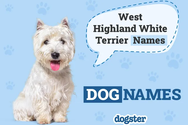 220 Popular & Unique West Highland White Terrier Names