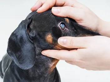 How Much Does Dog Cataract Surgery Cost? 2026 Price Guide