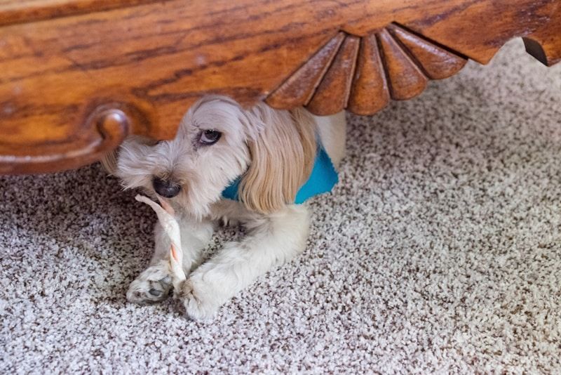 Dog hiding bone under the seat