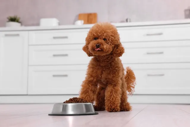 Feeding Your Maltipoo: A Vet-Approved Guide