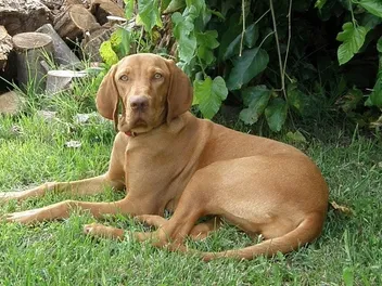 Are Vizslas Hypoallergenic? Breed Facts & FAQ