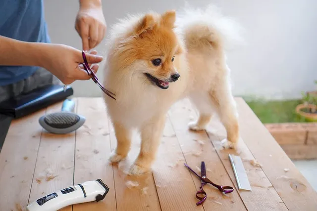 25 Awesome Pomeranian Haircuts to Try Today (With Pictures)