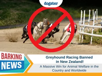 Greyhound Racing Banned in New Zealand - A Win For Animal Welfare
