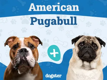American Pugabull Dog Breed: Info, Pictures, Care, & Facts