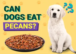 Can Dogs Eat Pecans? Vet-Reviewed Facts & Safety Guide