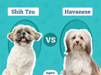 Shih Tzu vs Havanese: Main Differences (With Info & Pictures)
