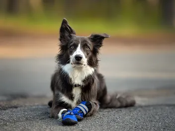 Do Dogs Need Shoes? Vet-Reviewed Safety & Facts Explained