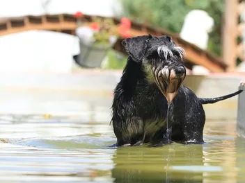 Do Miniature Schnauzers Like Water? How to Teach Them to Swim