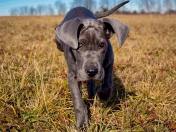 Miniature Great Dane: Info, Pictures, Temperament & More