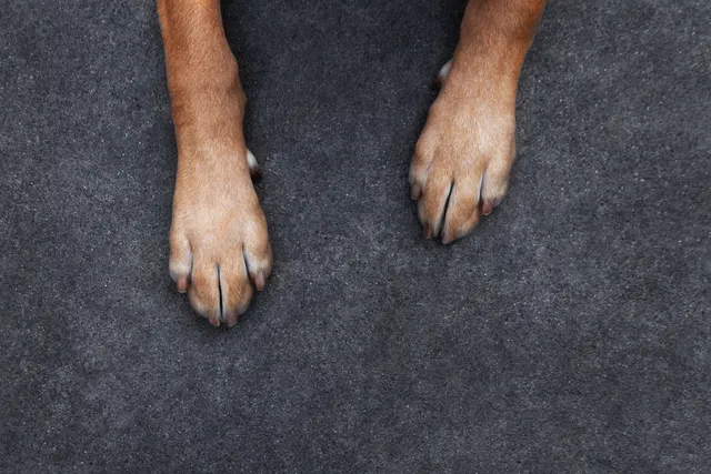 Can Dogs Be Left or Right Pawed? Vet-Approved Facts & Explanation