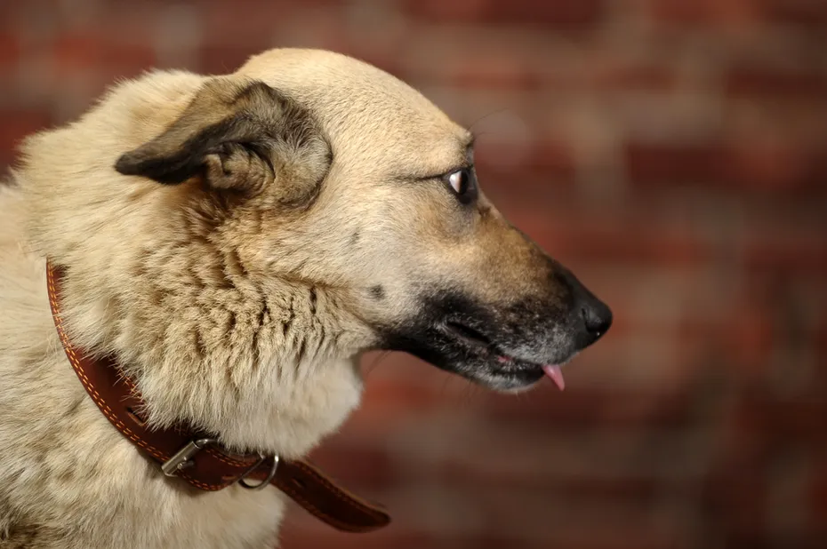 dog with hackles raised