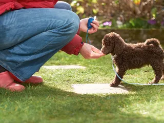10 Essential Dog-Training Supplies & How to Use Them