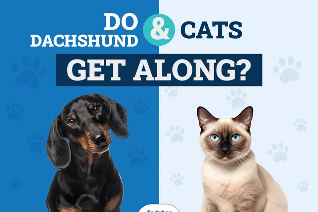 Will a Dachshund Get Along with a Cat? How to Introduce Them (Vet-Reviewed)