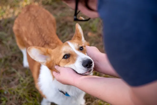 Palliative Care for Dogs: 8 Vet-Approved Ways to Make It Comfortable