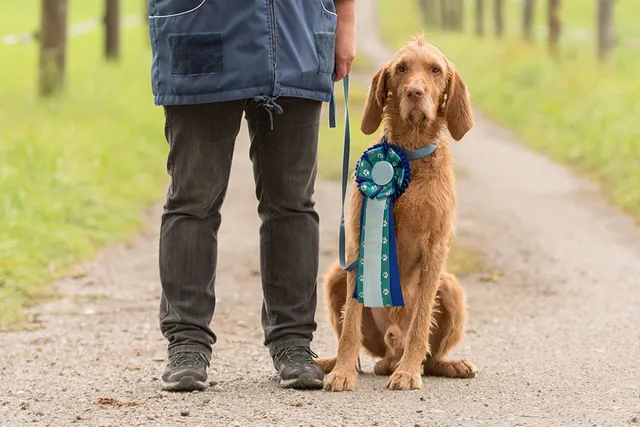 What Are the Canine Good Citizen (CGC) Requirements? Test Tips & FAQ