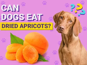 Can Dogs Eat Dried Apricots? Vet-Verified Nutrition Facts & Info