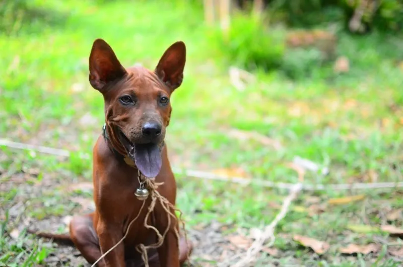 Thai-ridgeback-puppy