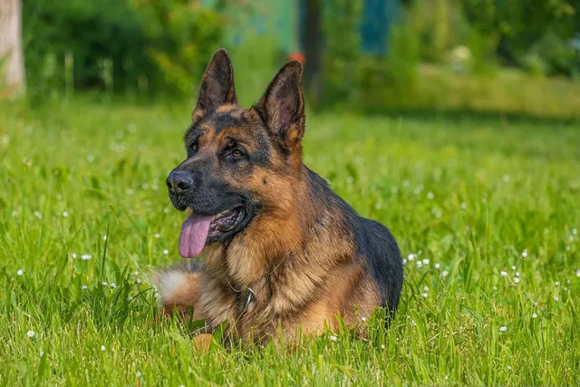 German Shepherd Day 2026: What It Is & When It's Celebrated
