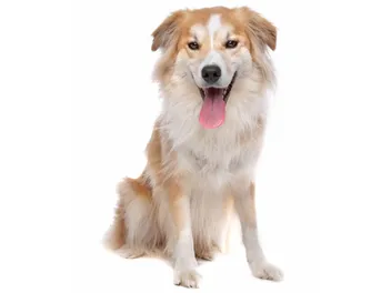 Golden Border Retriever Dog Breed: Info, Pictures, Care & More