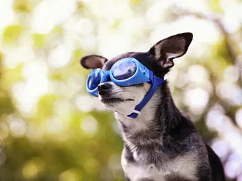 Can Dogs Wear Glasses? Our Vet Explains the Benefits of Eyewear