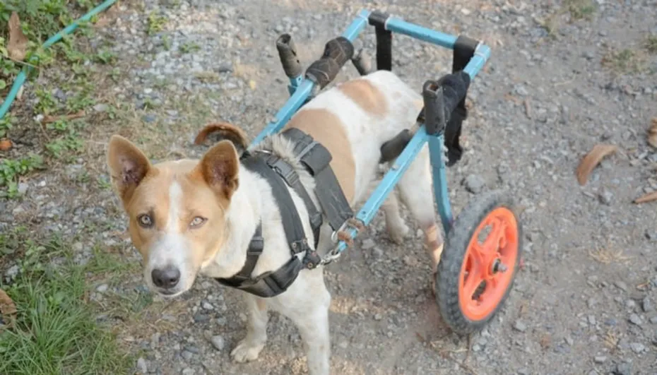 DIY 2-Wheel Saddle Dog Wheelchair
