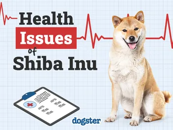 6 Common Health Problems in Shiba Inu Dogs to Be Aware Of