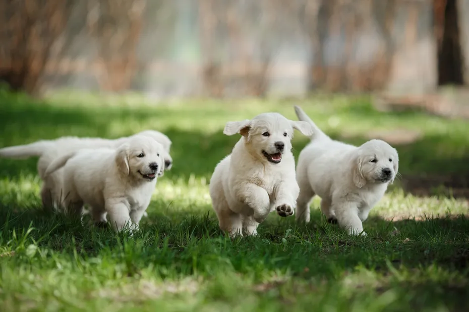 golden-retriever-puppies-playing-in-the-grass