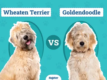 Wheaten Terrier vs. Goldendoodle: Differences Explained (With Info & Pictures)