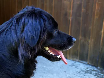 Black Golden Retriever: Info, Pictures, Origin & History