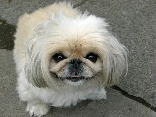 287 Popular & Unique Pekingese Dog Names