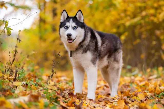 How Long Do Huskies Live? Average Lifespan, Data & Care Guide