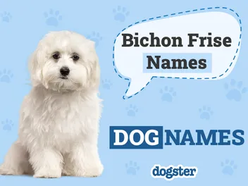 150 Popular & Unique Bichon Frise Names That Could Fit Your Furry Friend