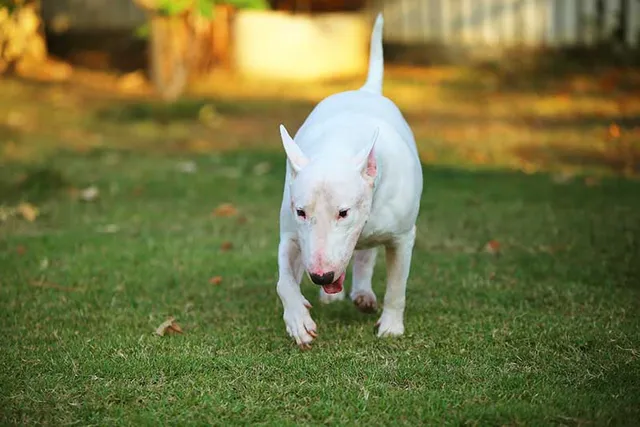 How Long Does a Bull Terrier Live? Average Lifespan, Data & Care
