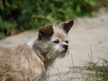 Bea Griffon (Brussels Griffon & Beagle Mix): Info, Pictures, Traits & Care