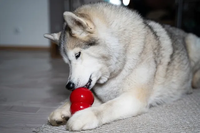 Kong stuffing ideas