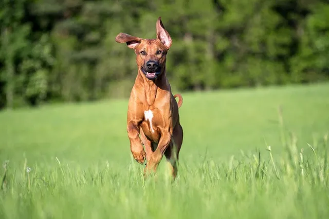 How Fast Can Rhodesian Ridgebacks Run? Vet-Verified Facts & Comparison Chart