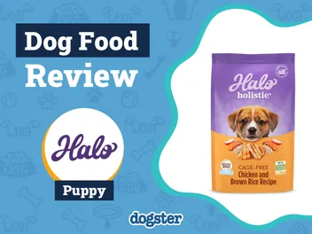 Halo Dog Food Review 2026: Recalls, Pros & Cons