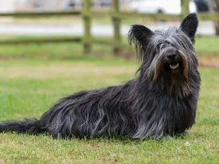 Skye Terrier Dog Breed: Info, Pictures, Facts & Traits