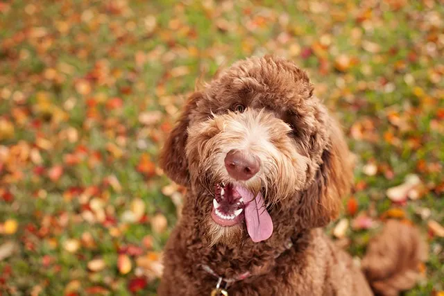 10 Interesting Labradoodle Facts That You Should Know
