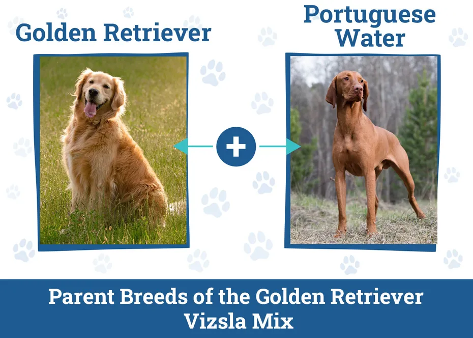 Parent Breeds of the Golden Retriever Vizsla Mix